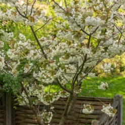 Prunus 'Ukon' -Cheap Plants Store tr2000003373 card3 lg