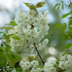 Prunus 'Ukon' -Cheap Plants Store tr2000003373 card4 lg