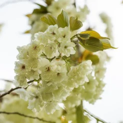 Prunus 'Ukon' -Cheap Plants Store tr2000003373 card7 lg