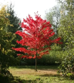 Acer Rubrum 'October Glory'