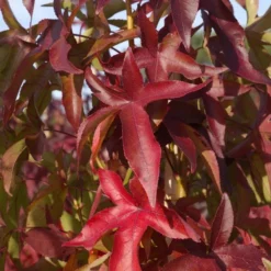 Liquidambar Styraciflua 'Slender Silhouette'