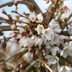 Prunus 'Snow Showers' -Cheap Plants Store tr2000018169 card3 lg