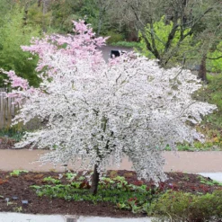 Prunus 'The Bride' -Cheap Plants Store tr2000018170 card3 lg