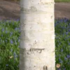 Betula Utilis Subsp. Jacquemontii