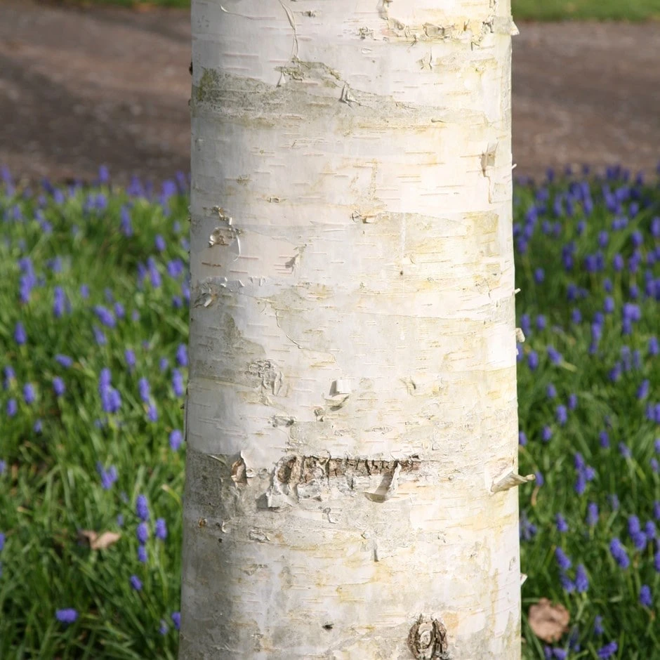 Betula Utilis Subsp. Jacquemontii 1 Betula Utilis Subsp. Jacquemontii