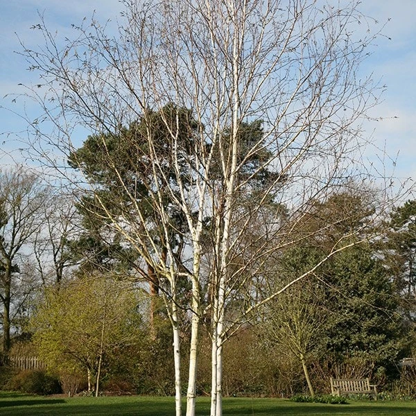 Betula Utilis Subsp. Jacquemontii 2 Betula Utilis Subsp. Jacquemontii - Image 2