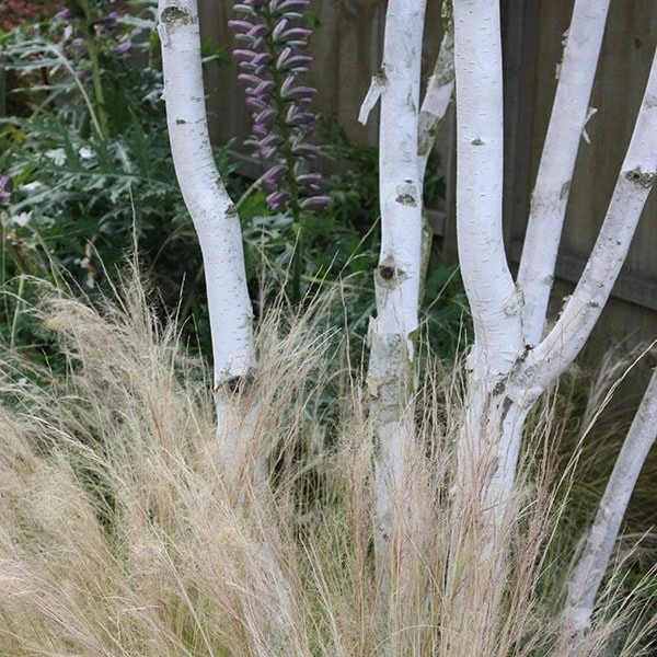 Betula Utilis Subsp. Jacquemontii 5 Betula Utilis Subsp. Jacquemontii - Image 5