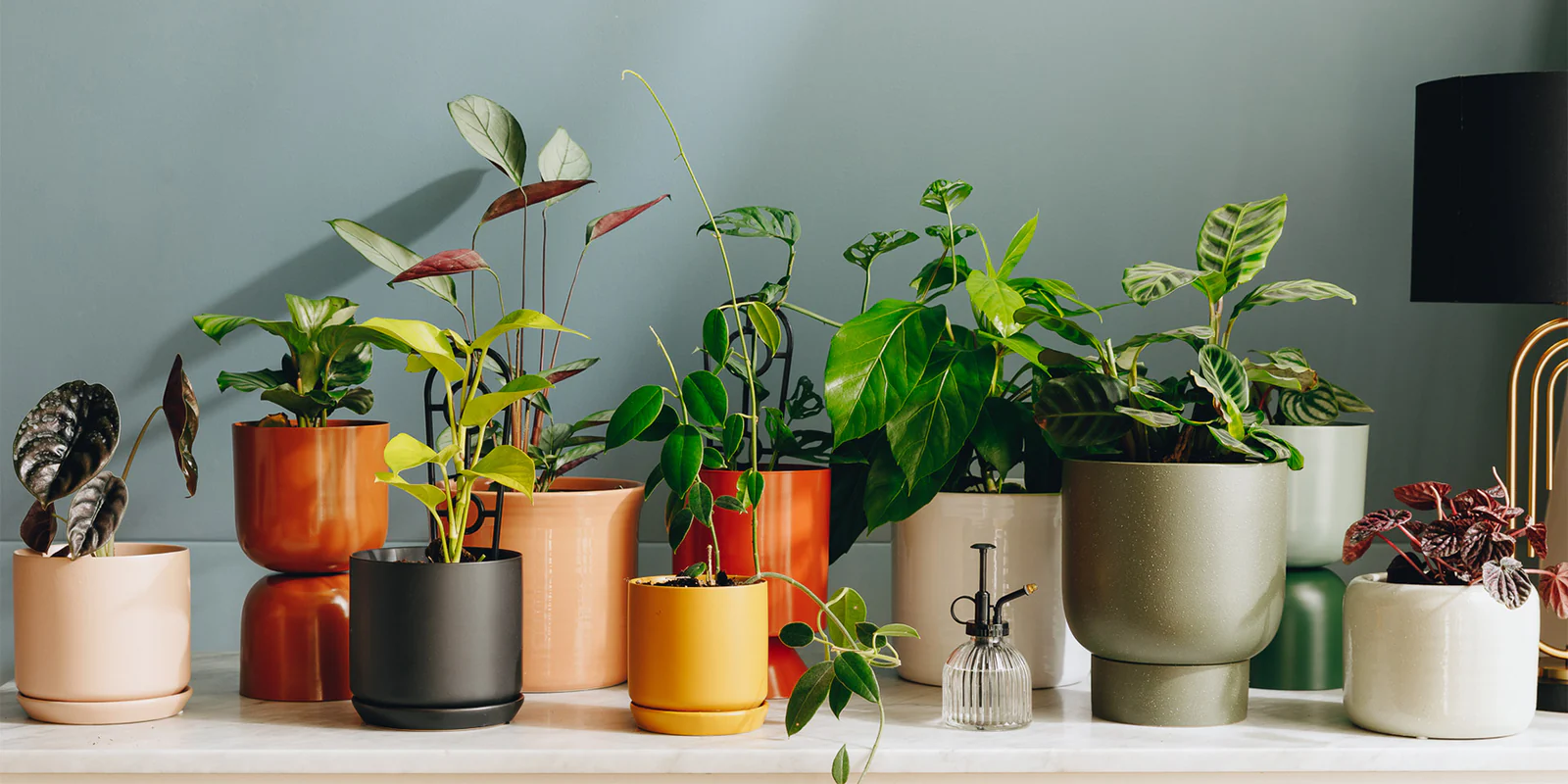 Cheap Plants Store -Cheap Plants Store