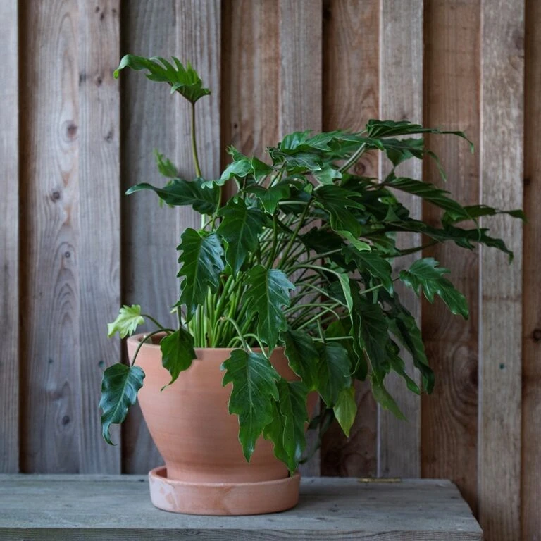 Cheap Plants Store -Cheap Plants Store pr2000046523 card2 lg 768x768 1